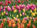 tulip 1 cropped 4/3